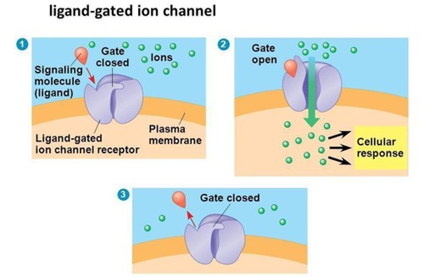 <p>block and allow ions in and out of the cell</p>