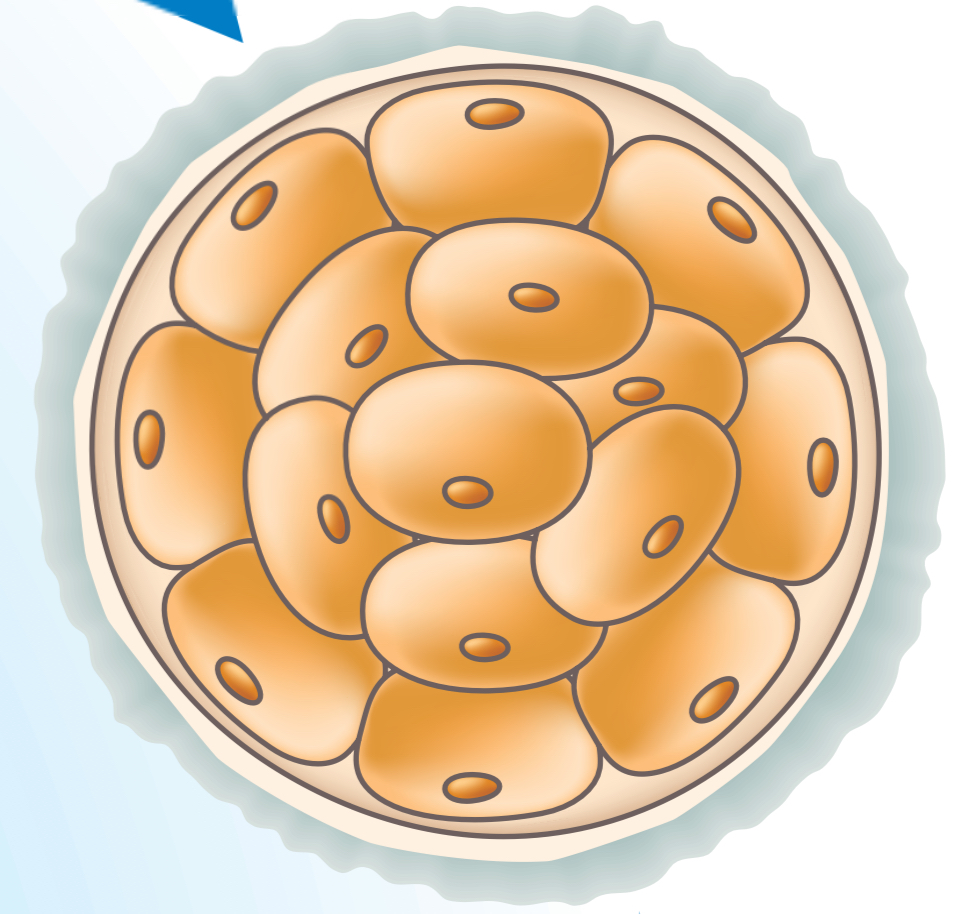 <ol><li><p>Define <strong>Morula </strong></p></li></ol>