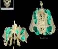 <p><span style="font-family: hurme_no2-webfont, -apple-system, BlinkMacSystemFont, sans-serif; color: rgb(246, 247, 251)">Paired, thin-walled, mucous membrane-lined cavities</span><br><span style="font-family: hurme_no2-webfont, -apple-system, BlinkMacSystemFont, sans-serif; color: rgb(246, 247, 251)">Clustered into anterior, middle, and posterior cells</span><br><span style="font-family: hurme_no2-webfont, -apple-system, BlinkMacSystemFont, sans-serif; color: rgb(246, 247, 251)">One of paranasal air sinuses</span><br><span style="font-family: hurme_no2-webfont, -apple-system, BlinkMacSystemFont, sans-serif; color: rgb(246, 247, 251)">Also known as:Ethmoidal air cells, Ethmoid sinus</span><br><span style="font-family: hurme_no2-webfont, -apple-system, BlinkMacSystemFont, sans-serif; color: rgb(246, 247, 251)">Posterior ethmoidal cells open into superior nasal meatus</span><br><span style="font-family: hurme_no2-webfont, -apple-system, BlinkMacSystemFont, sans-serif; color: rgb(246, 247, 251)">Anterior and middle ethmoidal cells open into middle nasal meatus</span><br><span style="font-family: hurme_no2-webfont, -apple-system, BlinkMacSystemFont, sans-serif; color: rgb(246, 247, 251)">Paranasal sinuses include: frontal, maxillary, and sphenoidal sinuses, and ethmoidal cells (sinus)</span></p>