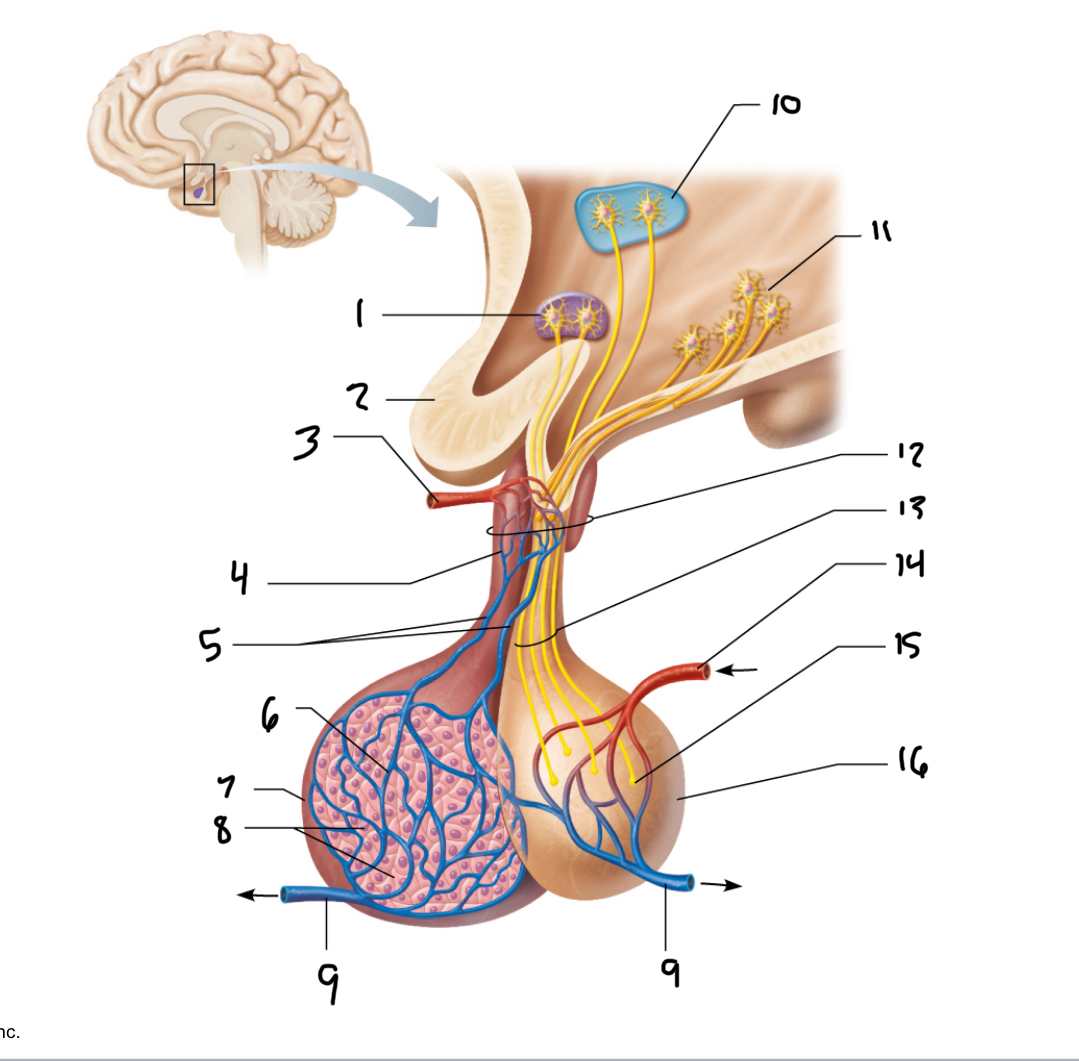 <p>16</p>