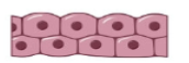 <p><span style="background-color: transparent;">have 2-3 layers of cube-shaped cells to form the lining of the lumen (<u>more protection than 1 layer</u>), line the ducts of mammary, sweat, and salivary glands, and the pancreas</span></p>