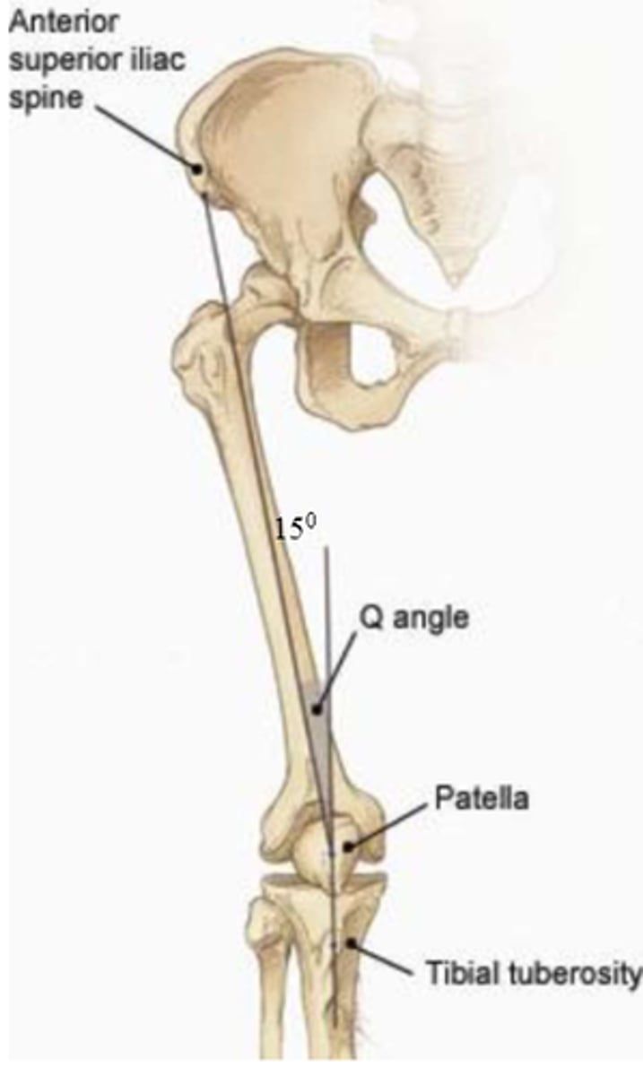 <p>ASIS to center of patella</p><p>tibial tuberosity to center of patella</p>