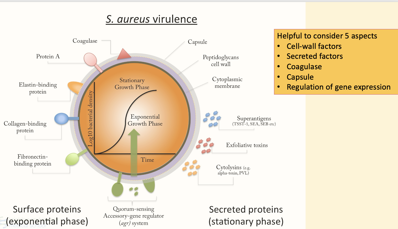 <p>surface proteins which mainly function as adhesion molecules</p><p>A group of secreted proteins</p><p>A capsule around the organism and</p><p>A cell wall associated enzyme called Coagulase</p><p>A quorum sensing regulatory system that controls gene expression</p><p></p>