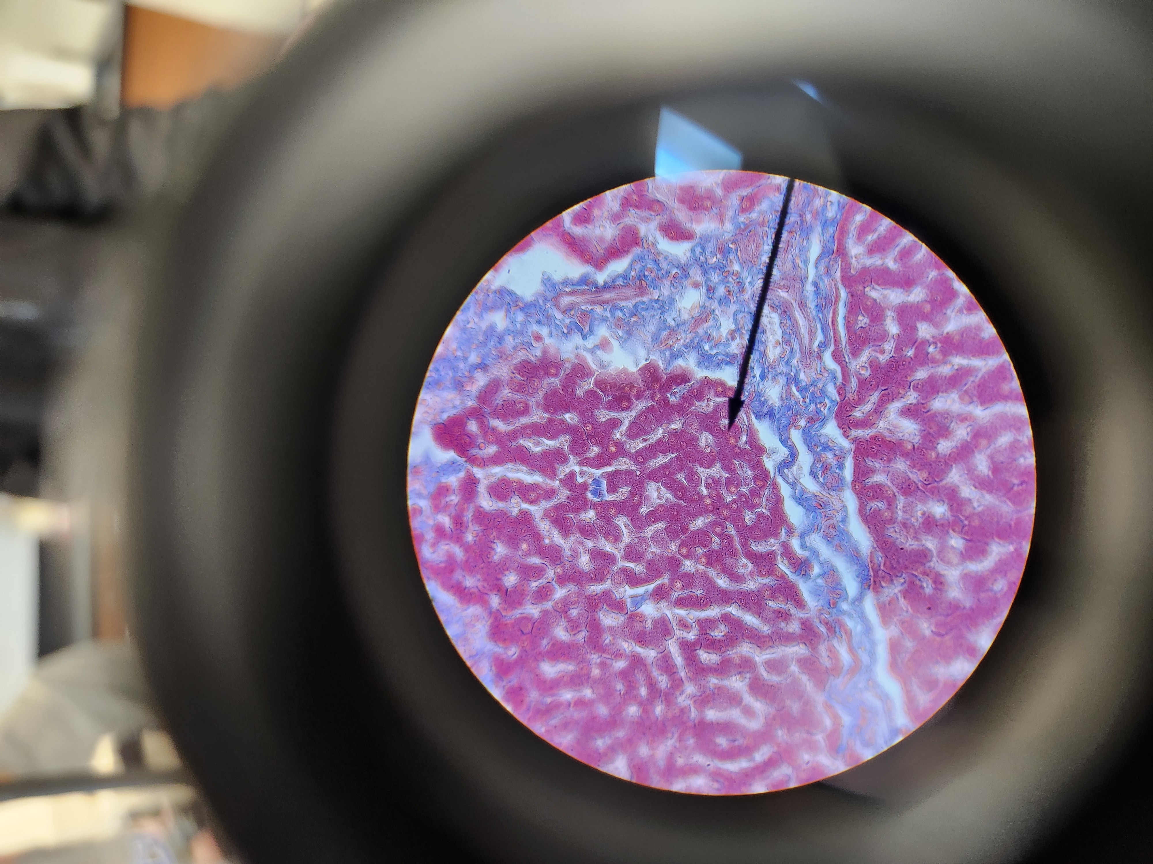 <p>[Histology] Function? </p>