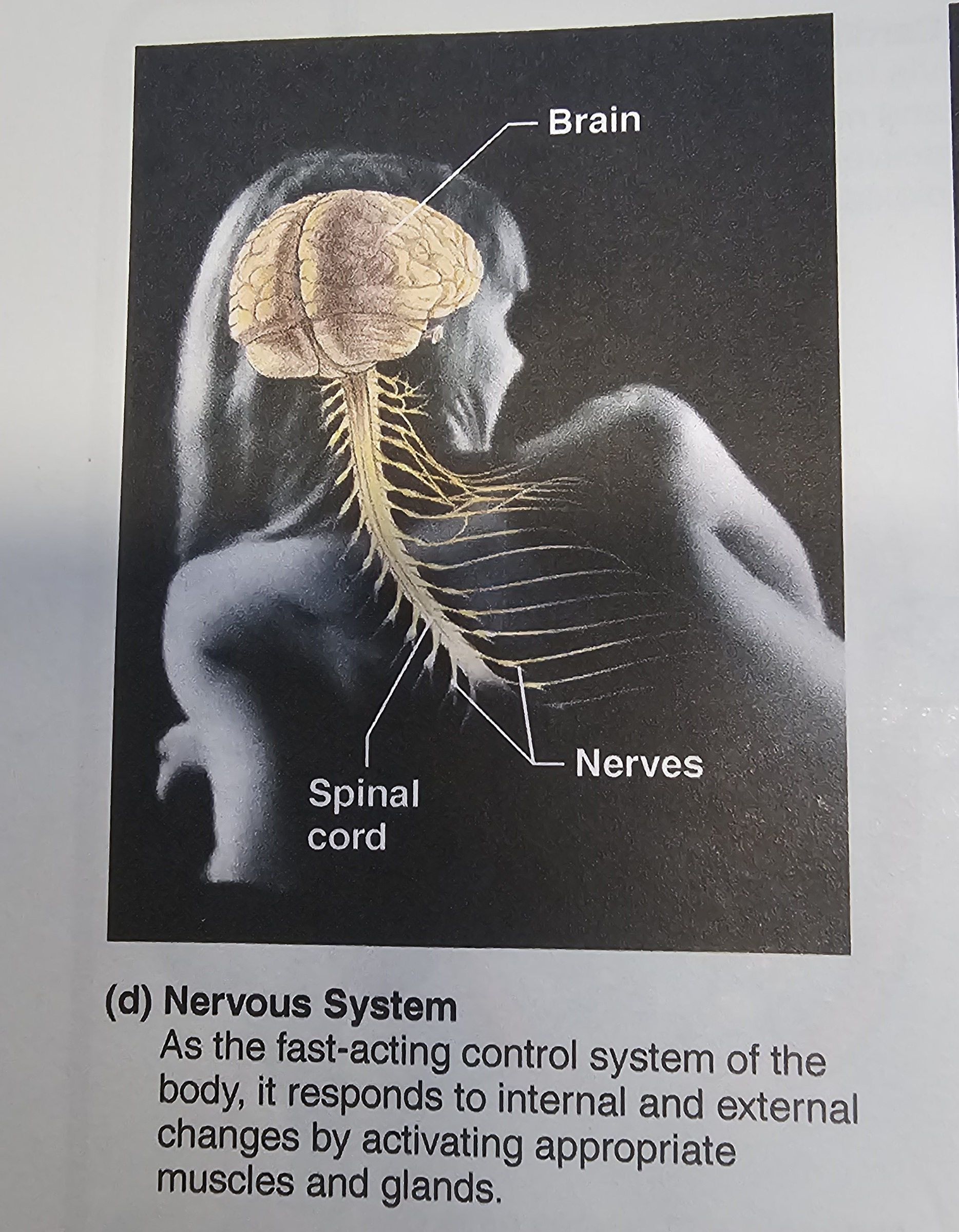 <p>brain<span>, </span>spinal cord<span>, </span>nerves<span>, </span>sensory organs<span> and the following sensory systems (nervous subsystems): </span>visual system<span>, </span>olfactory system<span>, taste (</span>gustatory system<span>) and </span>hearing<span> (</span>auditory system<span>)</span></p>