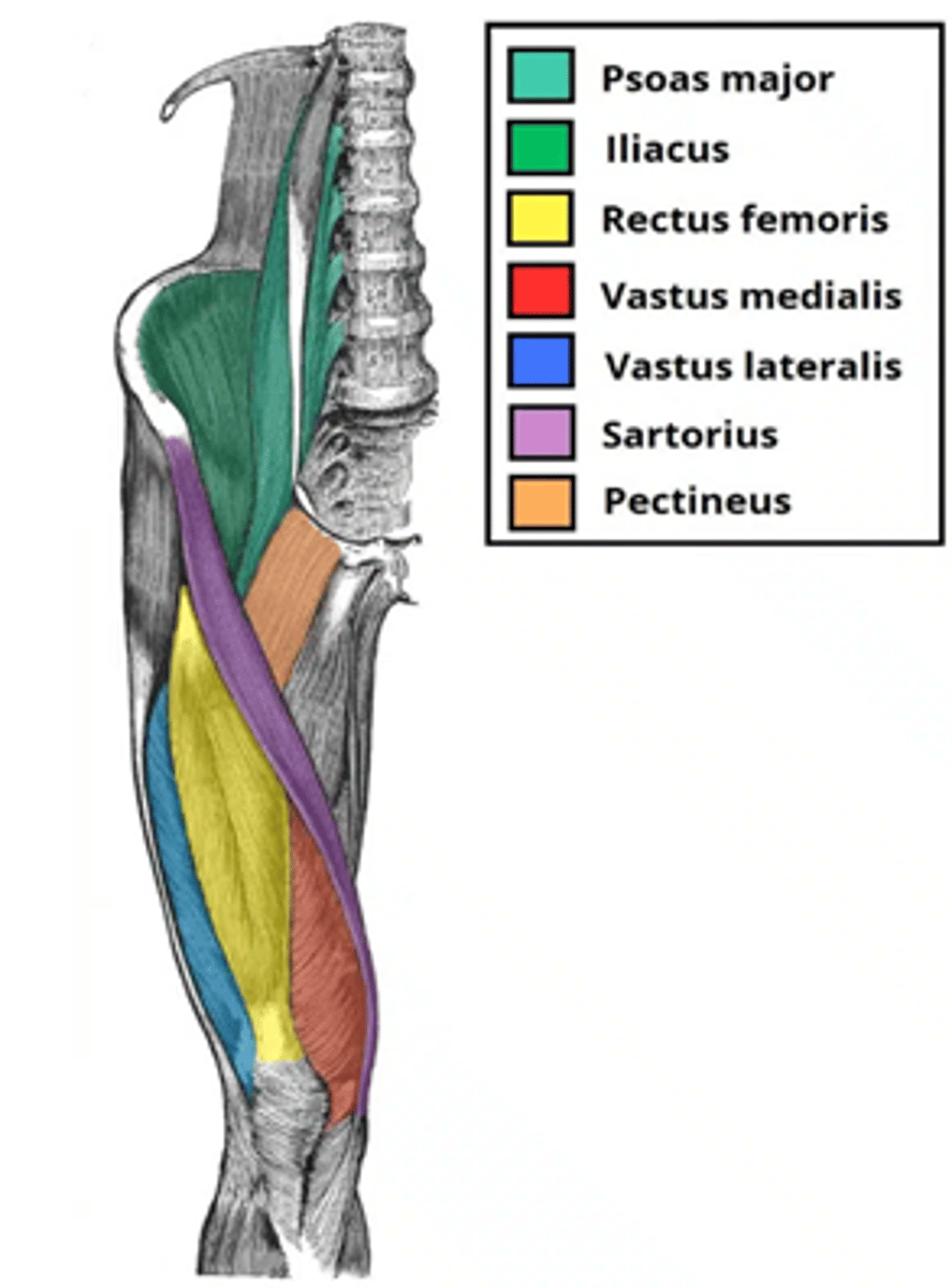 <p>femur</p>