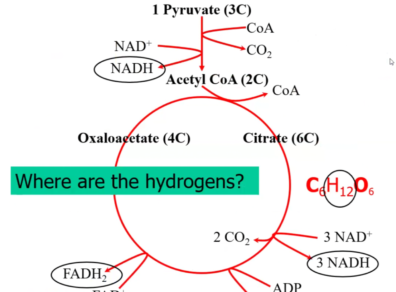 At the end of this cycle, glucose has been completely dismantled: 

* Carbon, oxygen have been given off as CO2 (exhale) 
* The 12 H’s have been used to produce NADH or FADH2. 