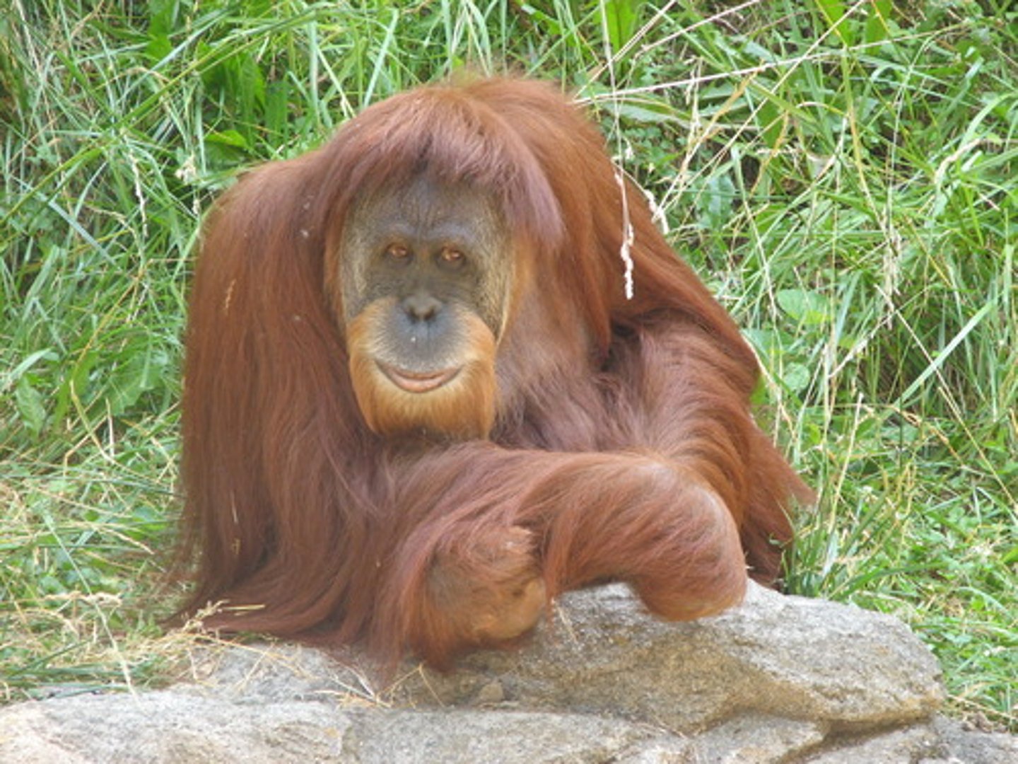 <p>Orangutan (n) /əˈræŋ.ə.tæn/</p>
