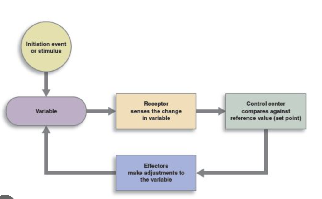 <p>negative feedback loop</p>