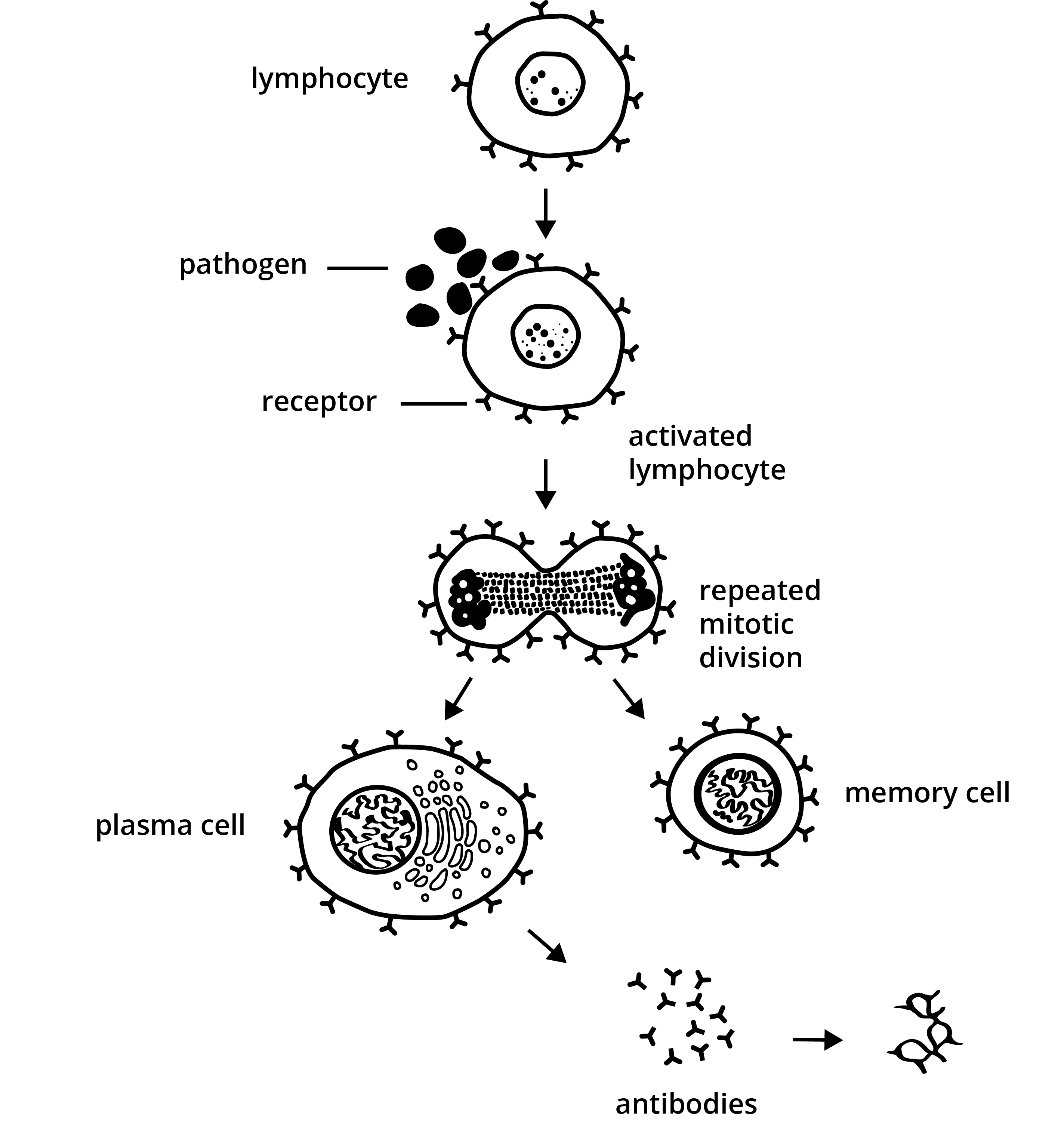 <p>What cells are made from White blood cells?</p>