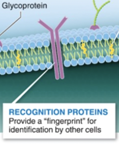 <p>recognition proteins</p>