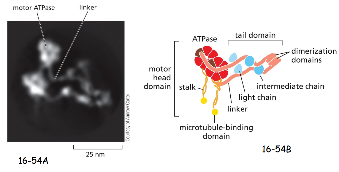 <p>Dyneins have minus-end directed movement, and are used for organelle and vesicle trafficking, and positioning the centrosome and nucleus during cell migration.</p><p>(A) A molecule of cytoplasmic dynein. Like myosin II and kinesin-1, cytoplasmic dynein is a two-headed molecule.</p><p>(B) The two heavy chains contain a motor head with domains for microtubule binding and ATP hydrolysis, connected by long linkers. Bound to the linker domain are multiple intermediate chains and light chains</p><p>dynactin (has Arp1 filament) mediates attachment of dynein to membrane enclosed vesicle or organellee </p>