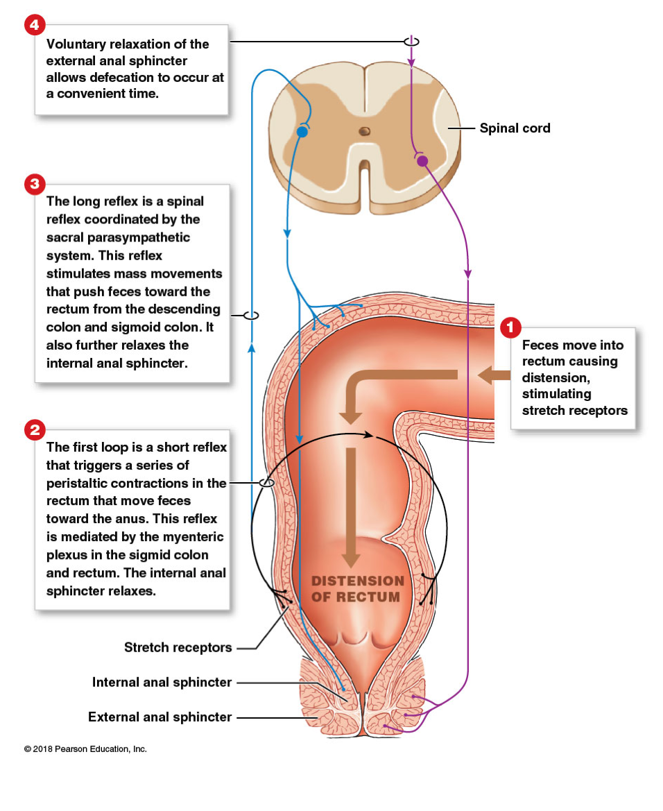 <ul><li><p>Mass movement: push feces into rectum → stimulate stretch receptors </p><ul><li><p>Activates ENS defection response:</p><ul><li><p>Increased peristalsis in sigmoid colon and rectum </p></li></ul></li><li><p>Activates PNS defecation response: </p><ul><li><p>Increased mass movement in descending and sigmoidal colon </p></li><li><p>Relaxation of internal anal sphincter </p></li></ul></li></ul></li><li><p>Relaxation of external sphincter: voluntary </p></li></ul><p></p>