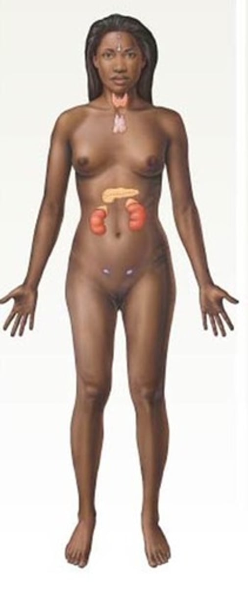 <p>Consists of glands that control many of the body's activities by producing hormones.</p>