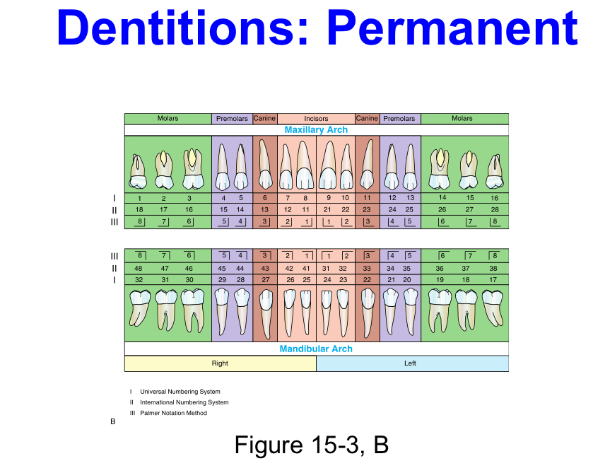 <p>Or secondary dentition, or adult teeth, or succedaneous  dentition. (Except the molars which are non succedaneous)</p>