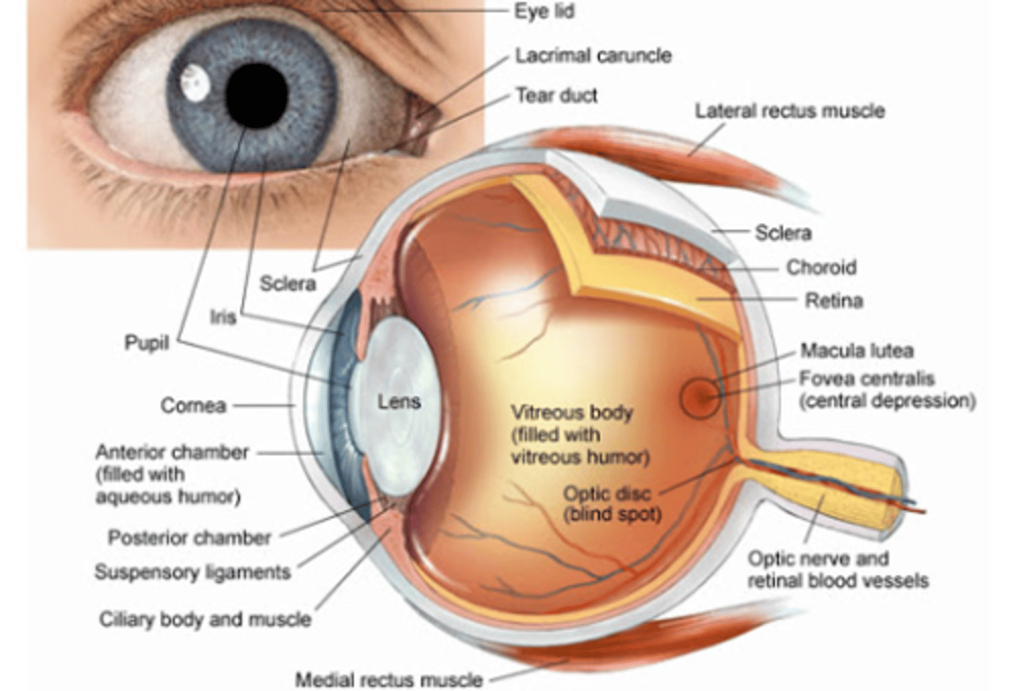 <p>Sclera: white area of the eye... tough connective tissue made up of collagen bundles, it is avascular, but has sensory receptors for pain.</p><p>Cornea: allows light into the eye; avascular when light strikes the cornea, it bends (refracts) the incoming light onto the lens of the eye.</p><p>Choroid: highly vascular thin layer that lines most of the internal sclera surface. Melanocytes containing pigments are here which can absorb the light that photoreceptors have not and prevents light scattering within the eye.</p><p>Iris: colored portion of the eye and is continuous with the choroid</p><p>Pupil: opening in the iris center that controls the amount of light that enters. The size of the pupil determines how much light enters the eye. Sympathetic stimulation: dilates pupil, Parasympathetic stimulation: constricts pupil</p><p>Lens: located behind the pupil, it will focus light onto the retina, the ciliary muscle will change the shape of the lens</p>