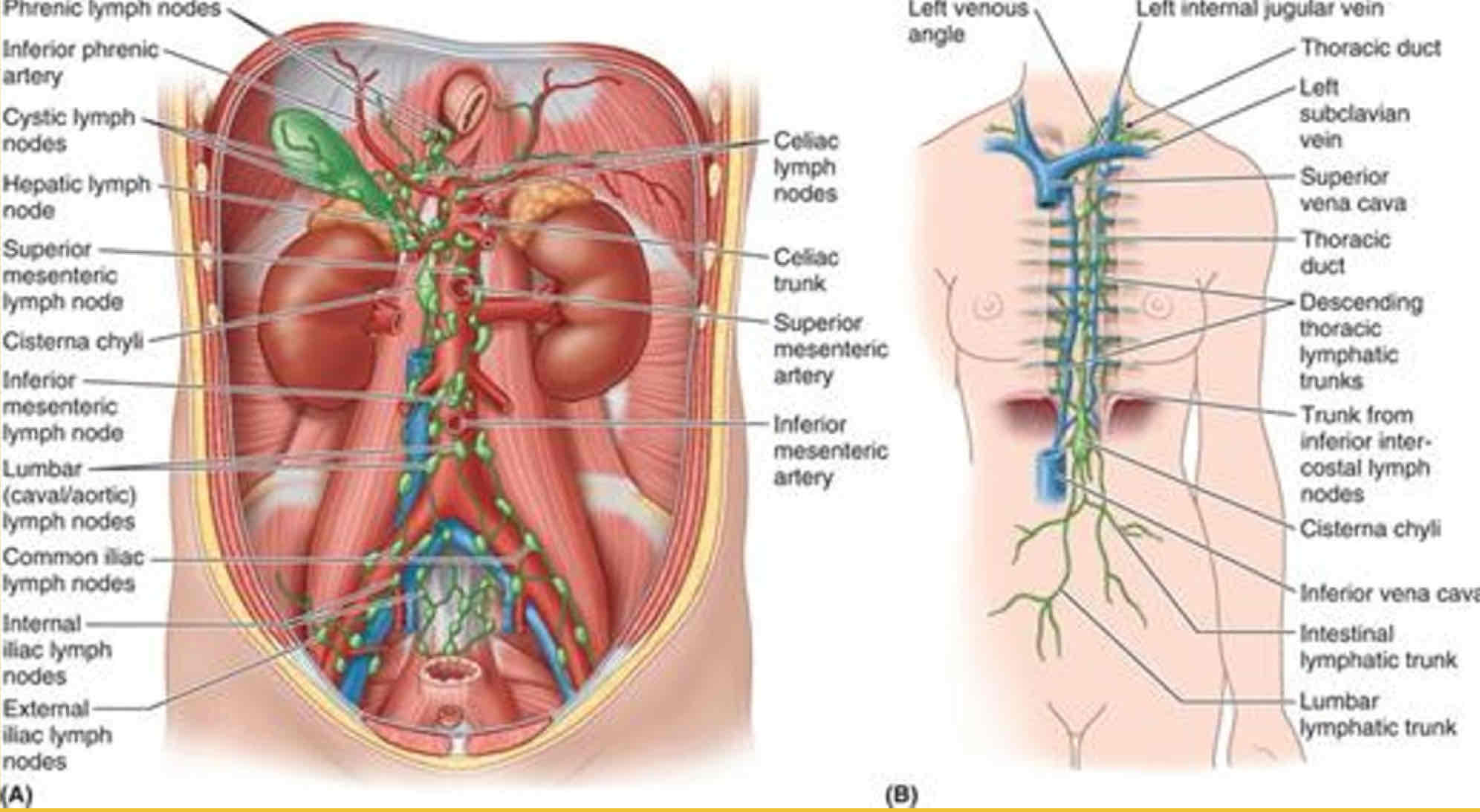 <p>Basic flow of Lymph in Posterior Abdominal wall</p>