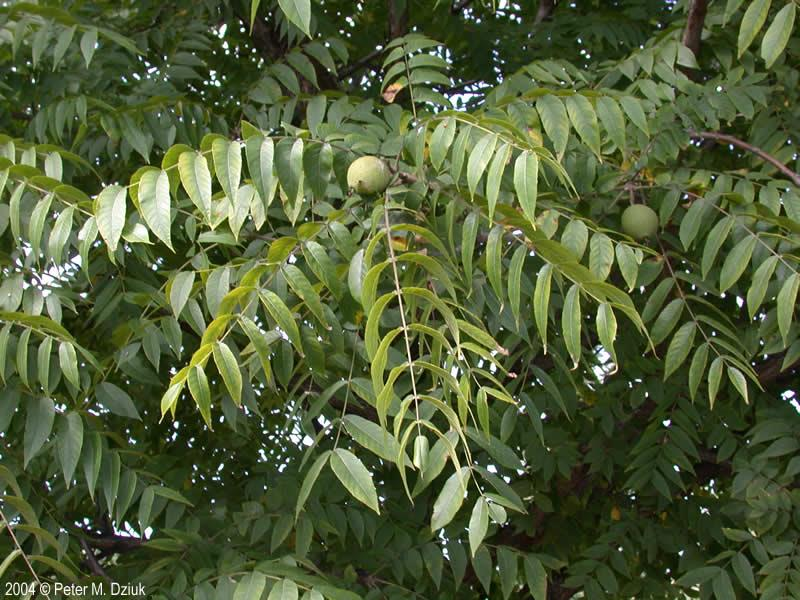 <p><em>Juglans nigra</em></p>