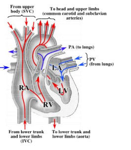 <p>-superior and inferior vena cava and pulmonary veins enter the right and left atria of the heart (respectively)</p><p>-blood passes from the atria to the ventricles by passing through the right (tricuspid) or left (mitral) atrioventricular valves</p><p>-blood leaves the heart by passing from the ventricles to the pulmonary trunk or aorta by passing through the pulmonary or aortic semilunar valves</p>