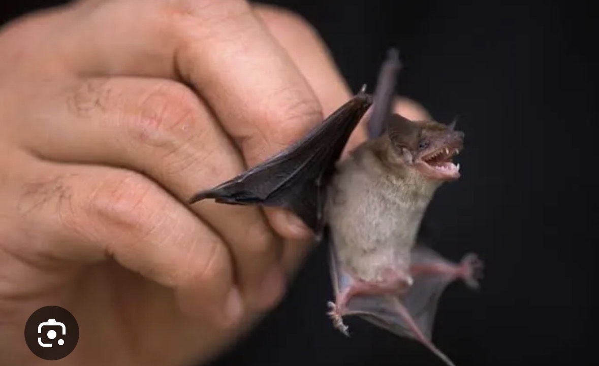 <p>new world leaf nose bats </p>