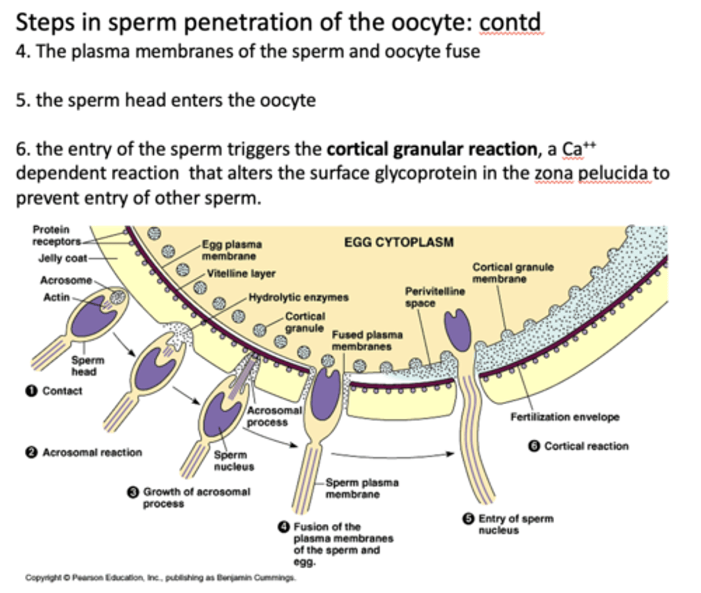 <p>cortical granular reaction</p>