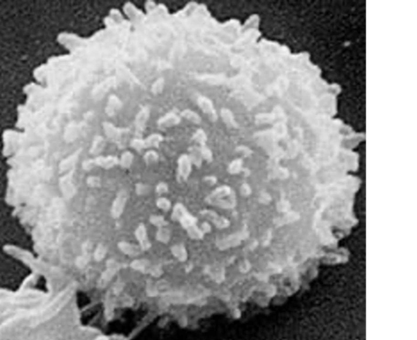 <p><span><span>WBC- immunity defenses</span></span></p>