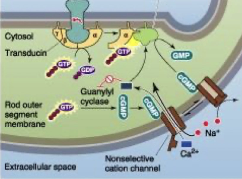 <p>Phototransduction process </p>
