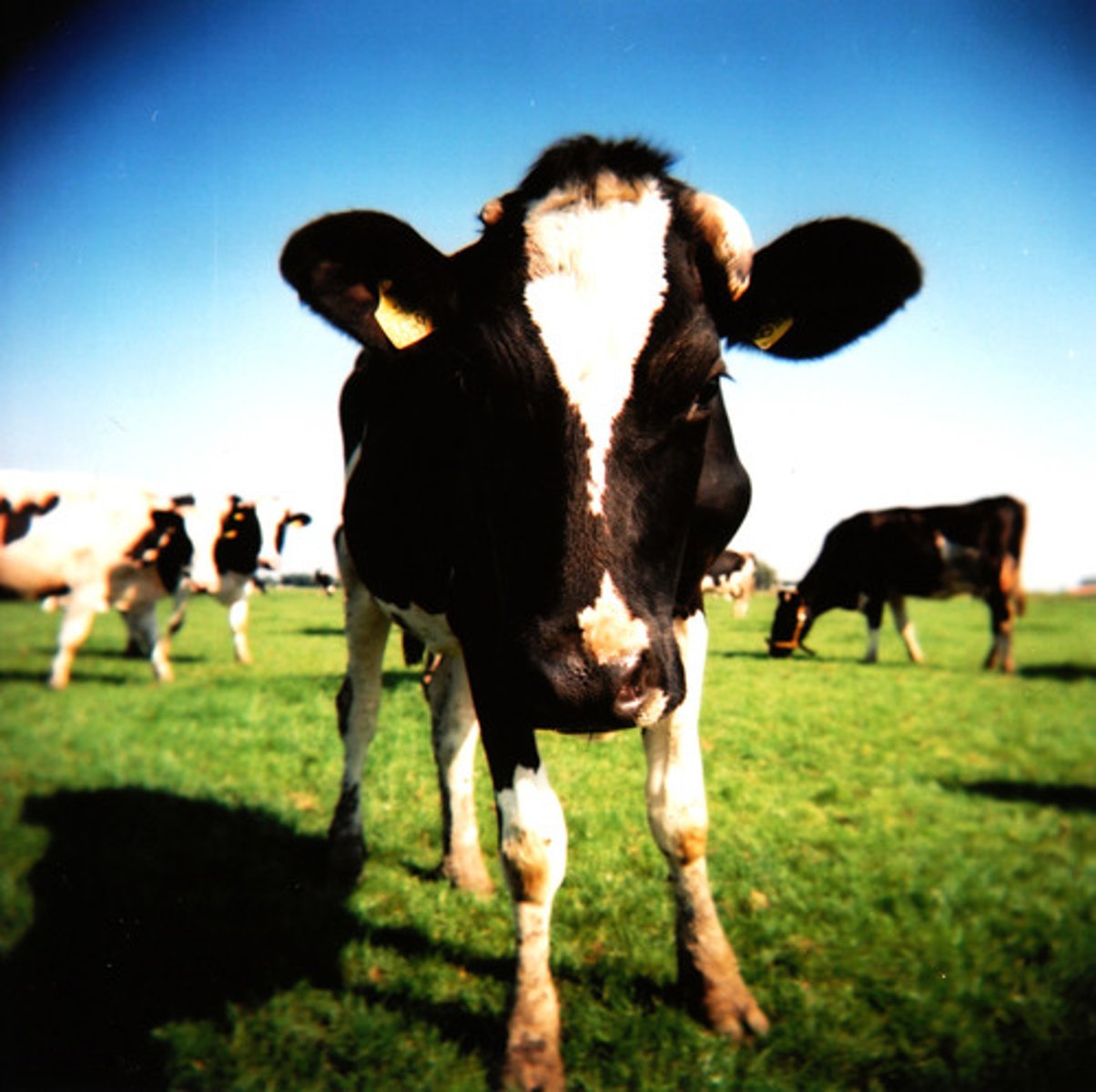 <p>cow</p>