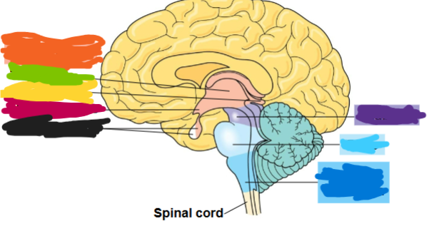 <p>what is the yellow part called </p>