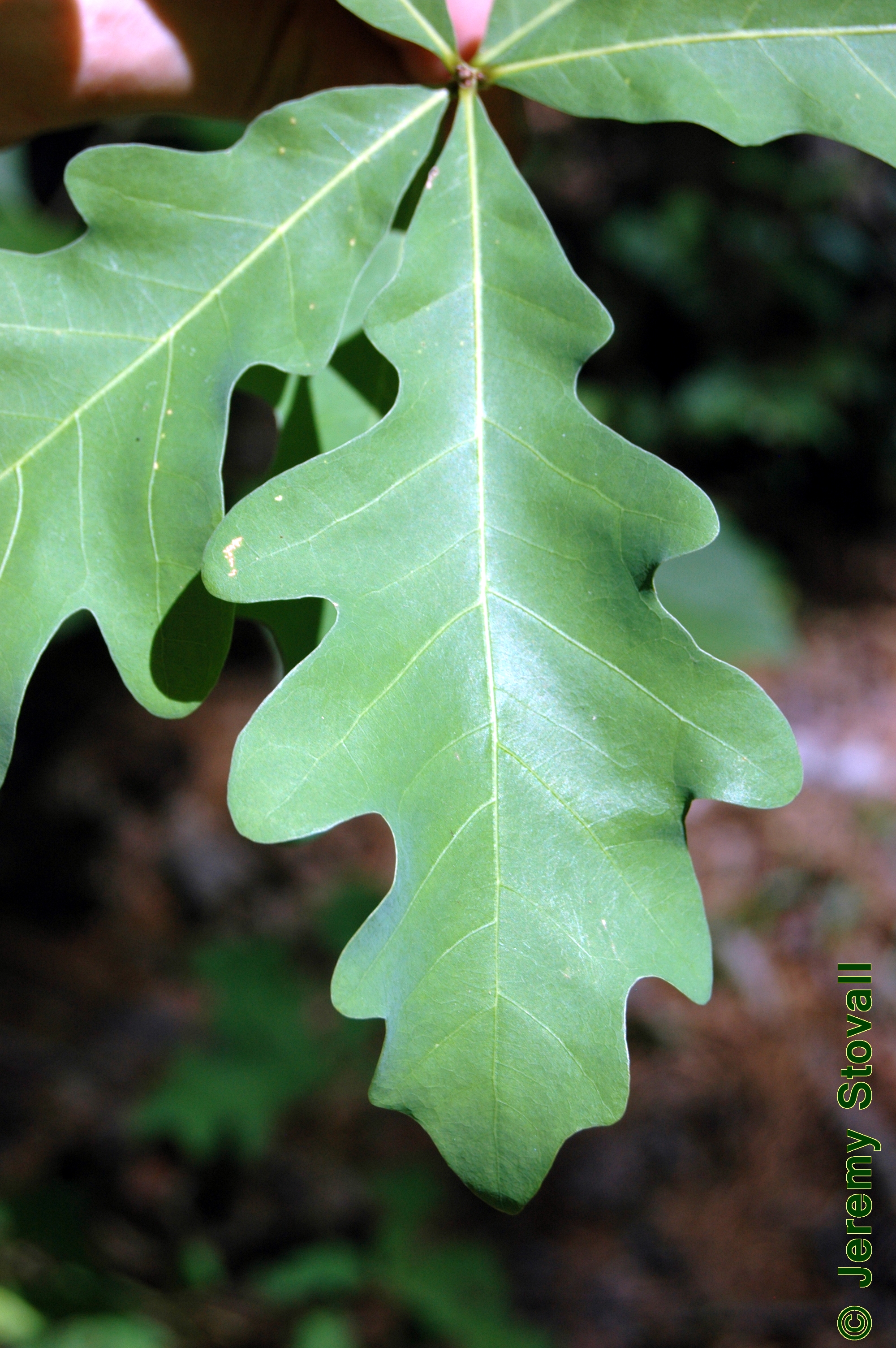 <p>Leaf margin?</p>
