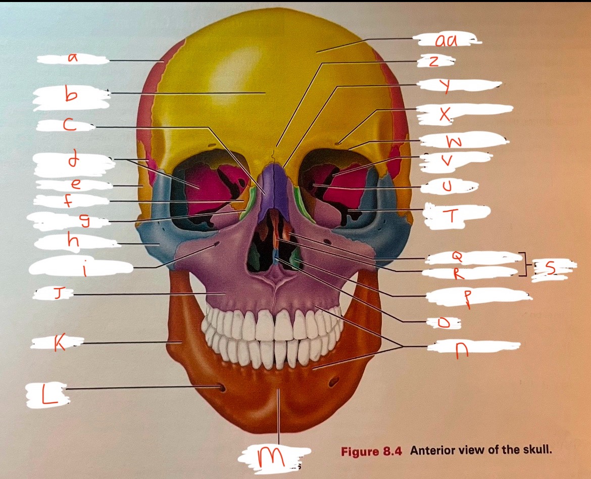 <p>M</p>