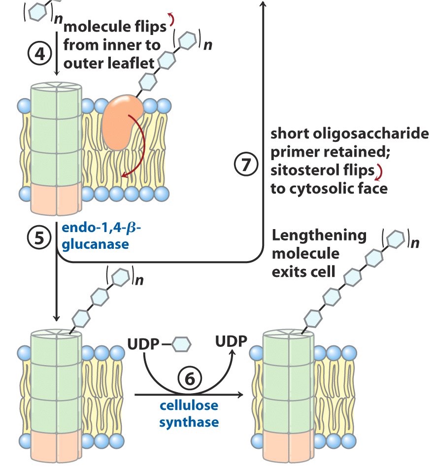 <ul><li><p>cytosolic face </p></li><li><p>primer for another chain of cellulose synthesis </p></li></ul><p></p>
