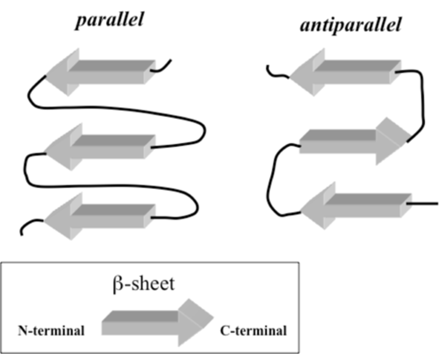 <p>- forms from neighboring segments of the polypeptide backbone that run at the same orientation -parallel- or in the opposite direction to the immediate neighbor -antiparallel-</p><p>- fatty acid-binding protein</p>
