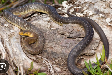 <p>Alpensüdseite (Wallis &amp; Tessin)</p>