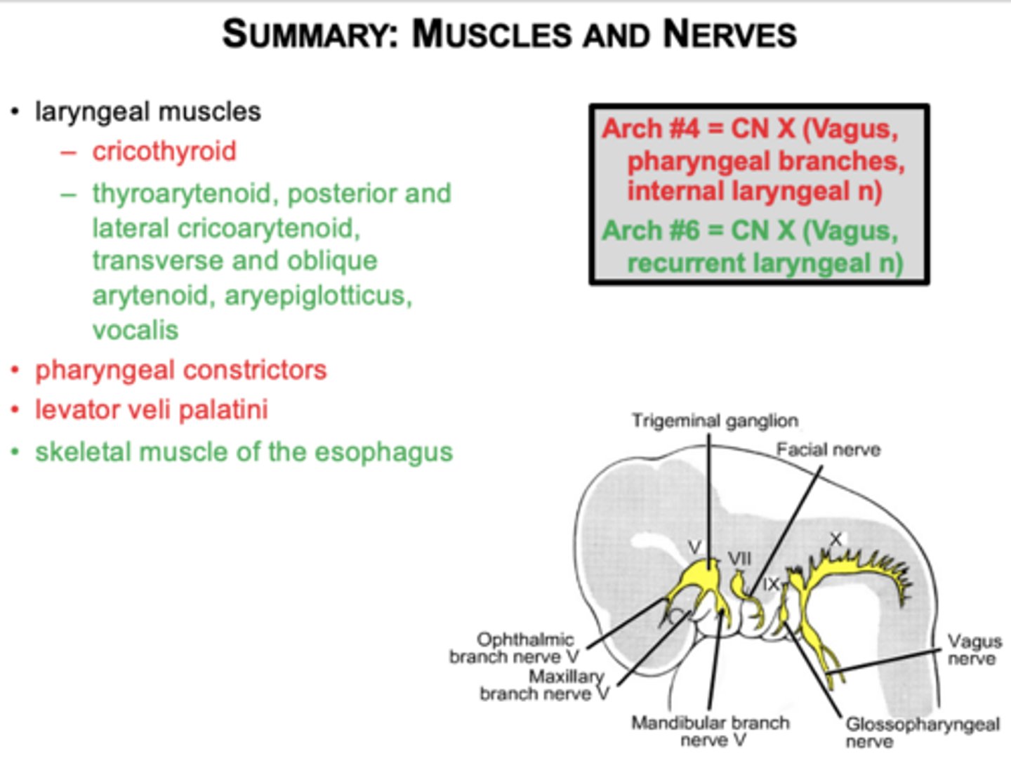 <p>Laryngeal muscles, pharyngeal constrictors, levator veli palatini, skeletal esophagus.</p><p>(note slide should say external and internal laryngeal )</p>