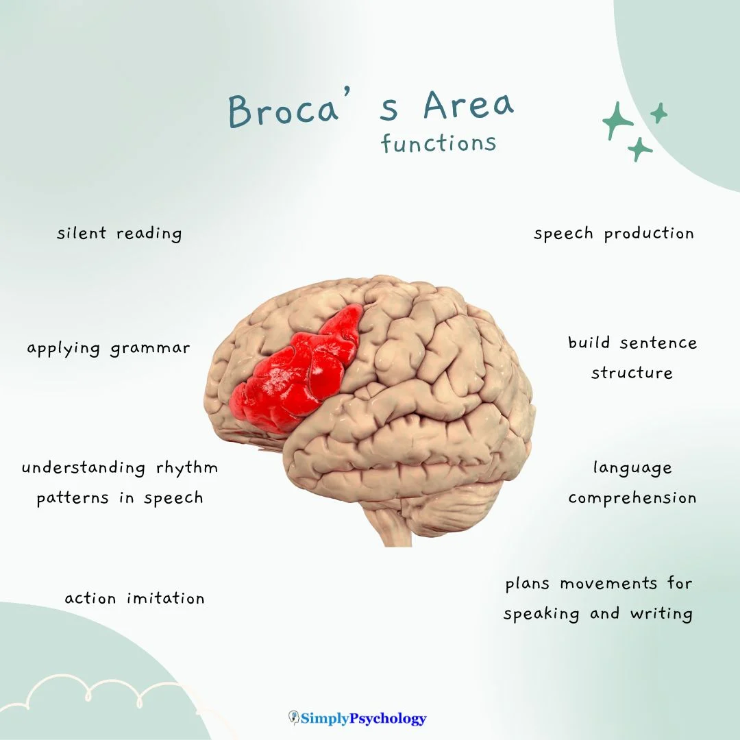 <p>Broca’s area </p>