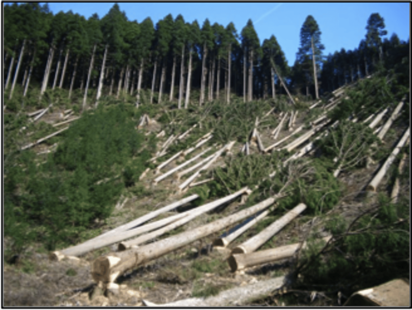 <p>e.g., deforestation in the Amazon<br><br>...deforestation up to 20% has little effect on water cycle, but if &gt;50% than large changes occur<br><br>forest clearing = less vegetation, less evapotranspiration/interception so more surface runoff + throughflow</p>