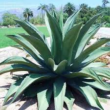 <p>Agave salmiana<br>(Agave)</p>