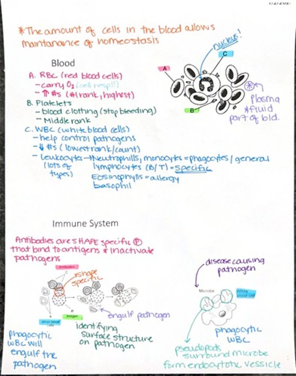 <p>To engulf and destroy pathogens.</p>
