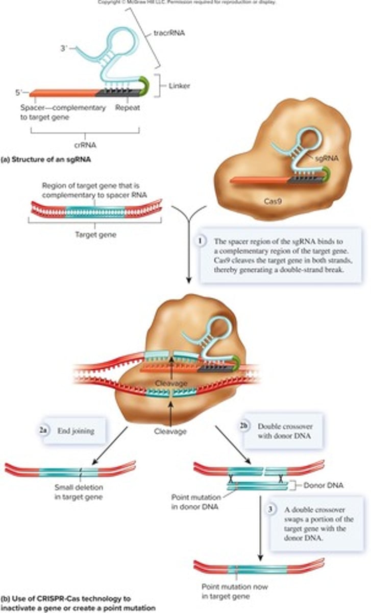 <p>Single guide RNA directs Cas9 to target DNA.</p>