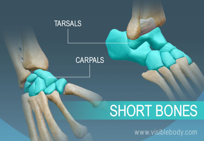 <p>small, chunky, solid</p><p>-Carpals and tarsals</p>