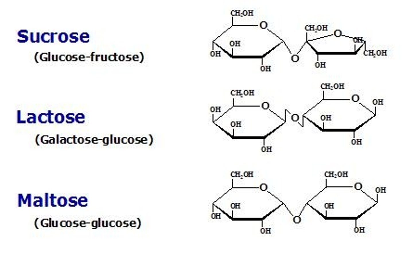 <p>Sucrose converted to fructose and glucose, more soluble and helps prevent crystallization.</p>