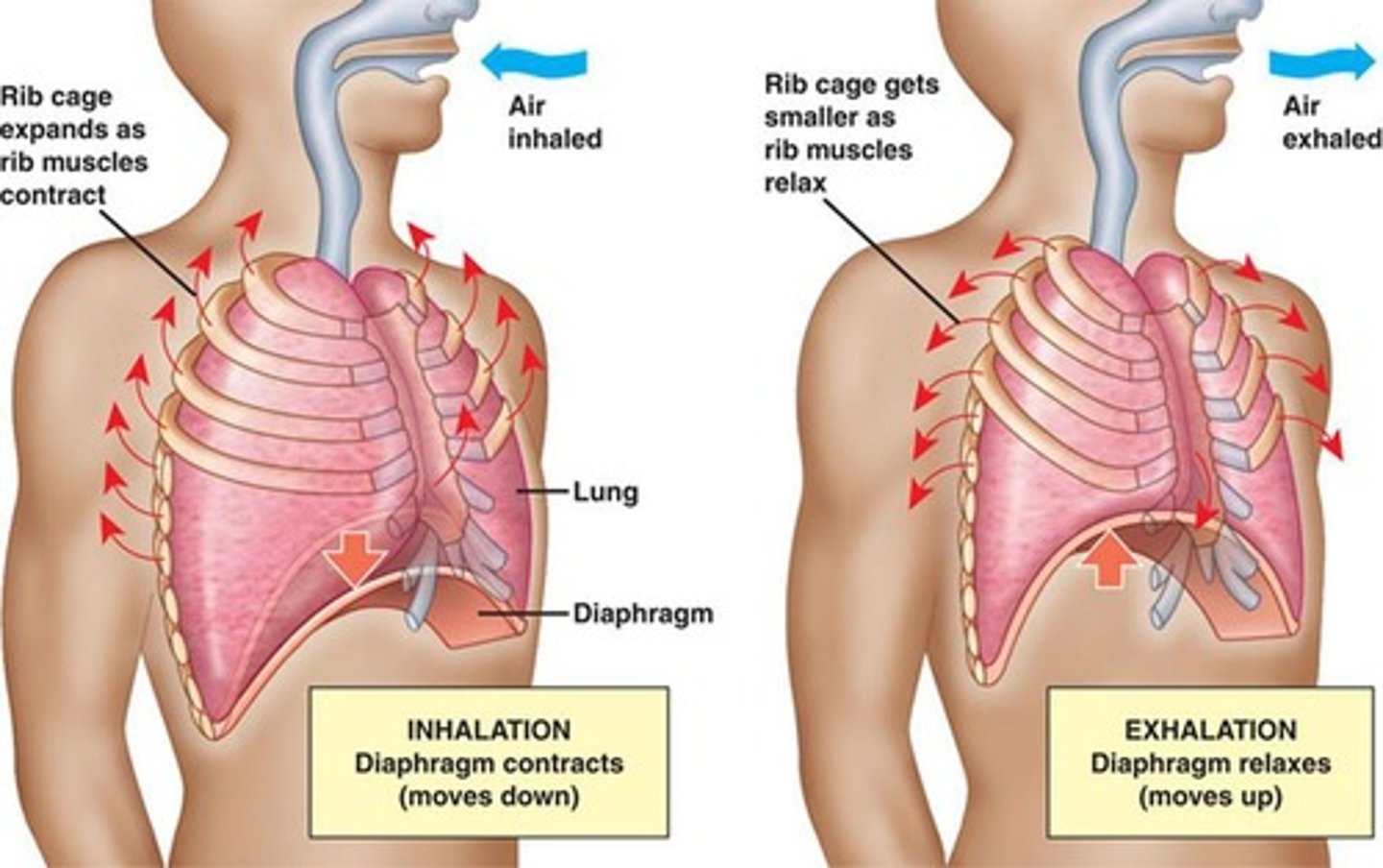 <p>The process of supplying the body with oxygen, consisting of inspiration and expiration.</p>