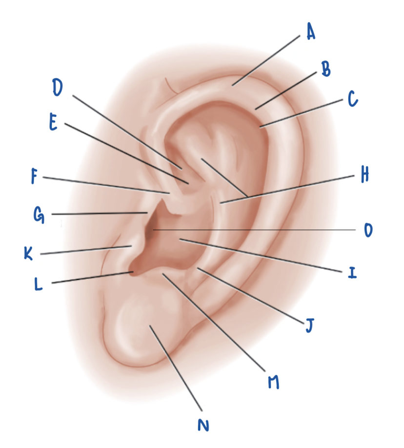 <p>Name the Part of the Pinna labeled D</p>