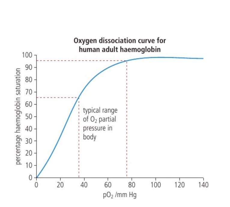 <p>Slope increases first — as haemoglobin is more saturated, its affinity for oxygen increases</p><p>Slope decreases at the end — haemoglobin’s affinity for oxygen decreases as it becomes more saturated with oxygen</p>
