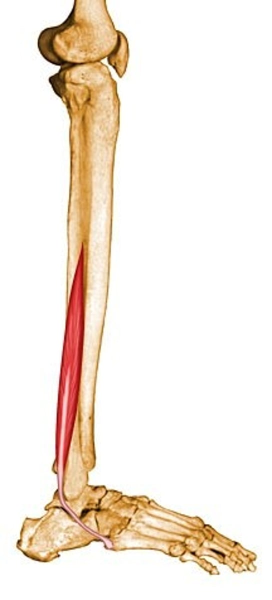 <p>Proximal attachment: Fibula</p><p>Distal attachment: Metatarsal 5</p><p>Comments, Applications and Relationships: Located deep to the tendon of the fibularis longus</p><p>Action: Plantar flexor of the foot at the ankle, everts ankle.</p>