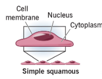 <p>Squamous</p>