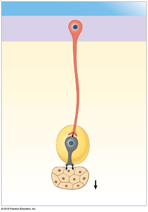 <p>Which division is the shown photo?</p>