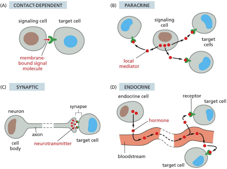 <p class="Paragraph SCXW59309081 BCX0" style="text-align: left"><span>signals (local mediators) are released but affect only targets in the vicinity&nbsp;</span></p><ul><li><p class="Paragraph SCXW59309081 BCX0" style="text-align: left"><span>Signaling cells and targets are different types of cells&nbsp;</span></p></li></ul><ul><li><p class="Paragraph SCXW59309081 BCX0" style="text-align: left"><span>Autocrine signals (cancer cells)&nbsp;</span></p></li></ul><ul><li><p class="Paragraph SCXW59309081 BCX0" style="text-align: left"><span>1 cell releases signal, nearby cell detects&nbsp;</span></p></li></ul><p>type of extracellular signaling </p>