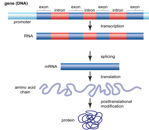 <p>Gene</p>